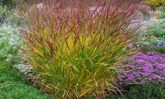 Herbststauden: Pannicum viragtum 'Hänse Herms' und violette Astern